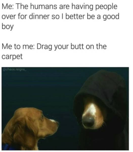 Woof! Dog Memes!