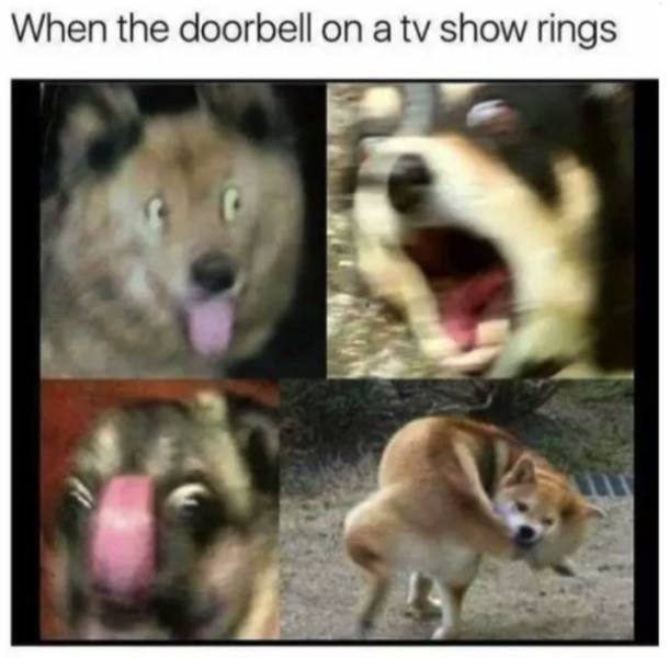 Woof! Dog Memes!