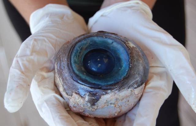 World’s Seas And Oceans Wash Up Some Pretty Strange Stuff