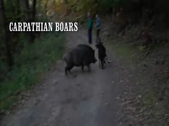 Walking With Boars