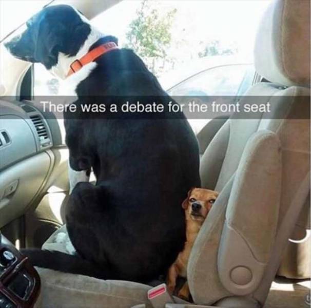 Animal Photos Are Even Funnier With Captions