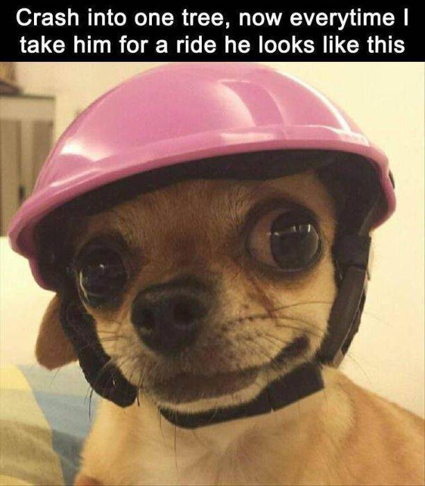 Animal Photos Are Even Funnier With Captions