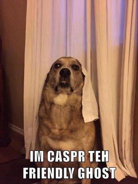 Animal Photos Are Even Funnier With Captions