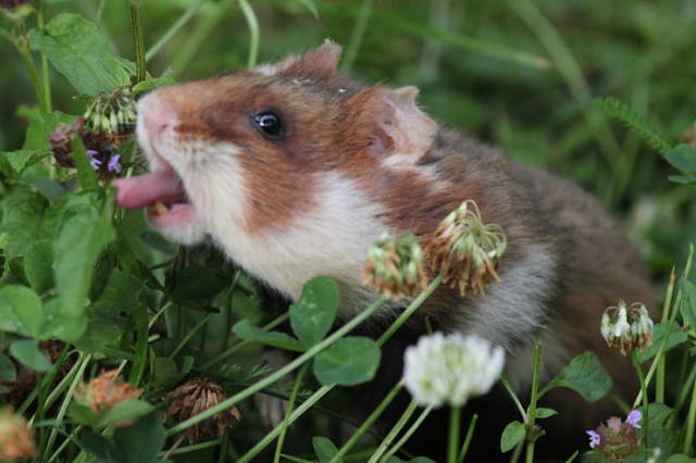 Wild European Hamsters Can Make Anyone’s Day Better