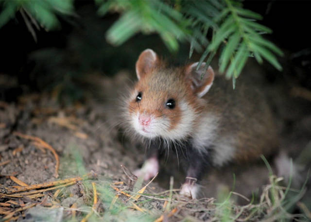 Wild European Hamsters Can Make Anyone’s Day Better