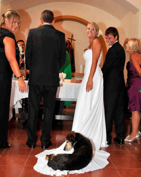 Hilarious Examples of Unexpected Wedding Photobombs