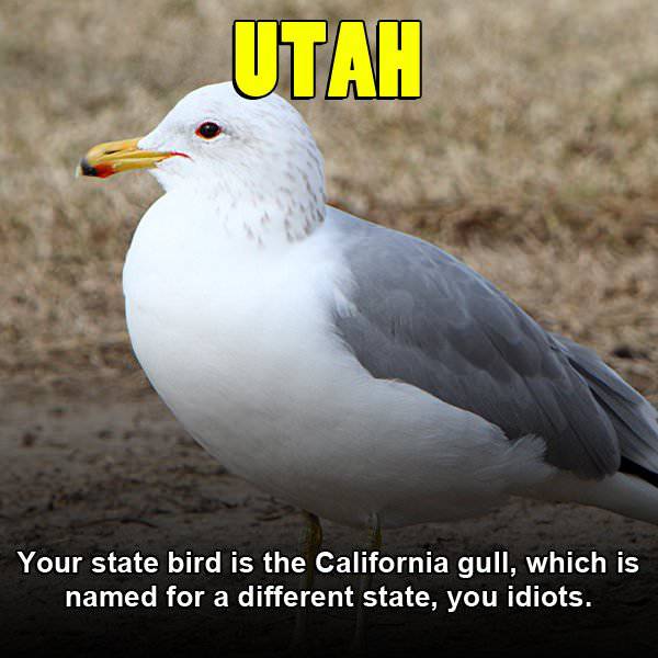 Memes For Each American State
