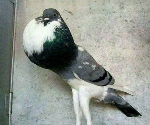 These Pictures Are So Very Relatable To Each One Of Us