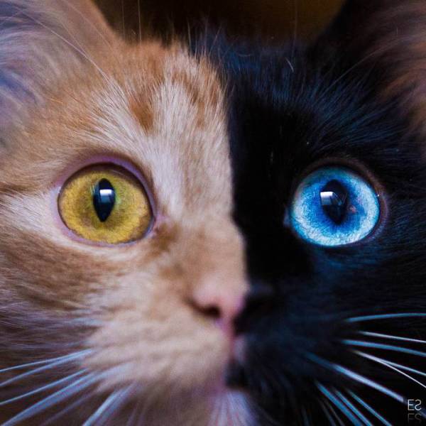 Chimera Cat Is The Most Adorable Genetic Surprise Nature Has Created ...