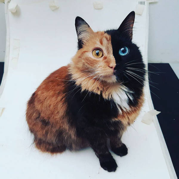 Chimera Cat Is The Most Adorable Genetic Surprise Nature Has Created