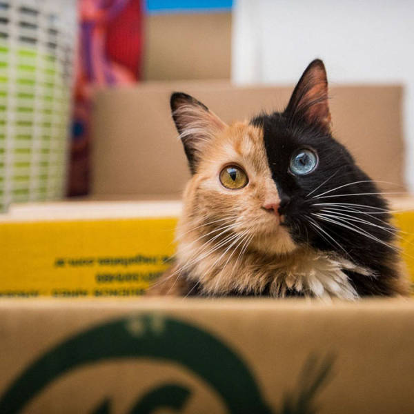 Chimera Cat Is The Most Adorable Genetic Surprise Nature Has Created