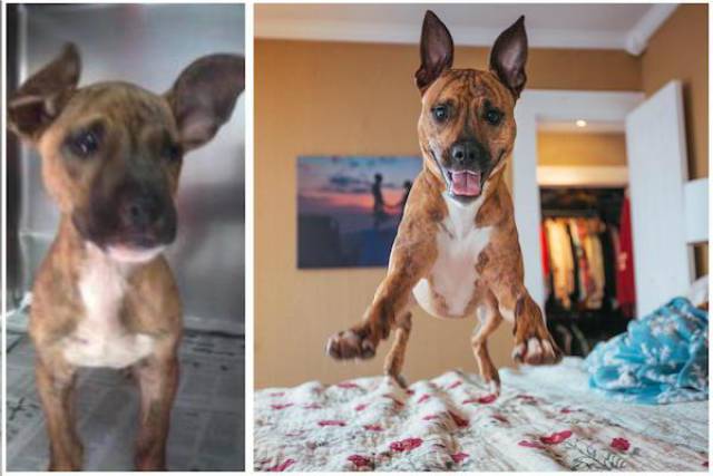 When Animals Are Adopted – Everything Changes In This World