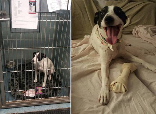 When Animals Are Adopted – Everything Changes In This World