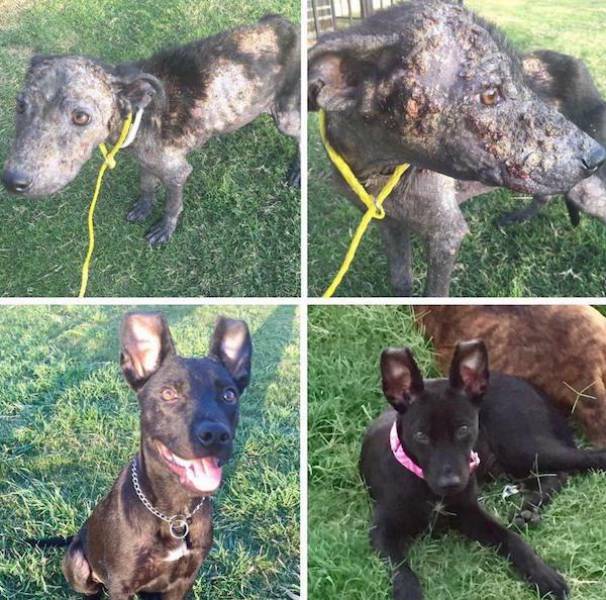 When Animals Are Adopted – Everything Changes In This World