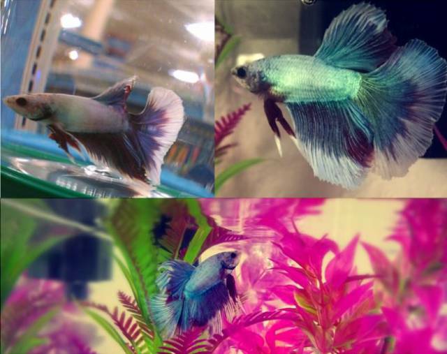 When Animals Are Adopted – Everything Changes In This World