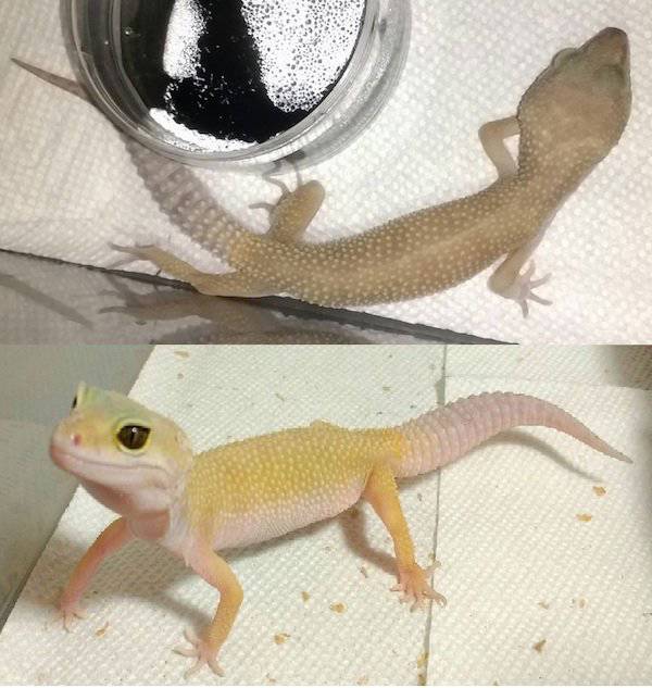 When Animals Are Adopted – Everything Changes In This World