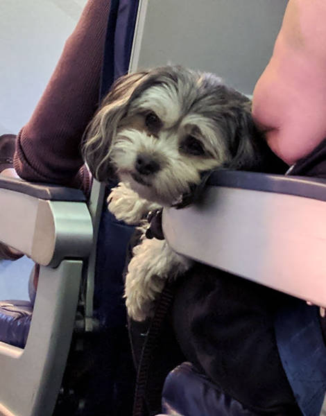 These Are The Best Airplane Passengers