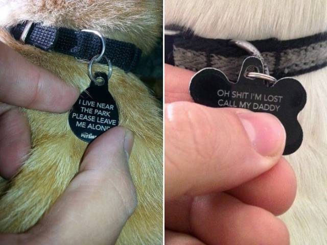 These Pets Are Carrying Some Nice Humor On Their Collars