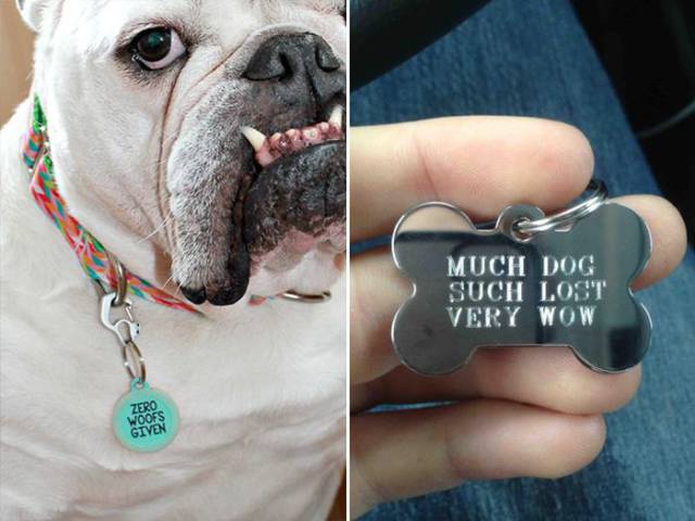 These Pets Are Carrying Some Nice Humor On Their Collars