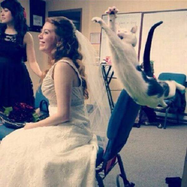 Photobombs Make Wedding Photos Even More Unforgettable