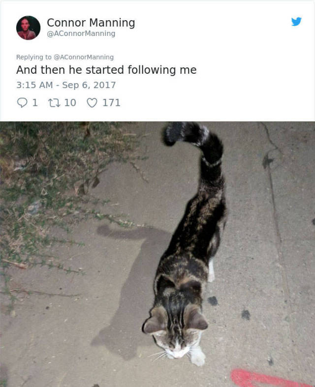 That’s How You Become Friends With A Street Cat