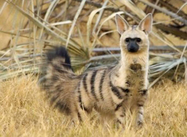 Aardwolf Might As Well Be The Cutest Wild Animal Out There