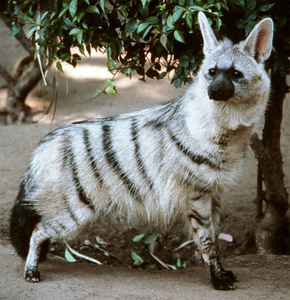 Aardwolf Might As Well Be The Cutest Wild Animal Out There