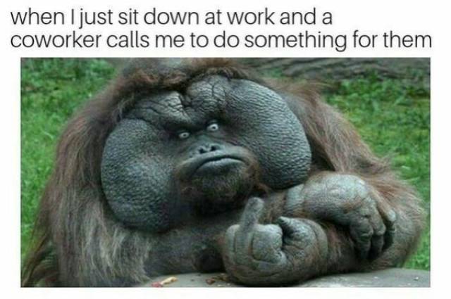 Work Memes And Fails Are Why People Are Working