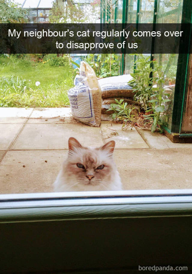 Snapchat Was Apparently Created For Cats