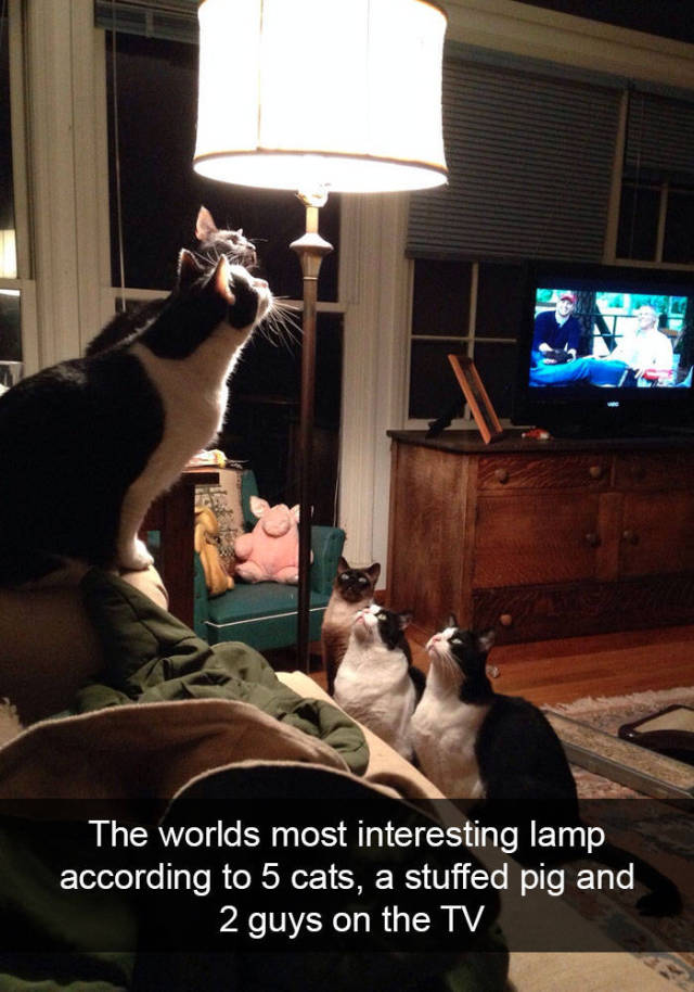 Snapchat Was Apparently Created For Cats