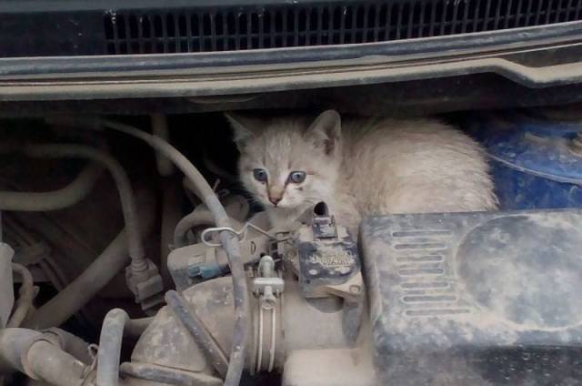 You Should Look Under Your Car’s Hood Once In A While. There Could Be Something Interesting Waiting For You