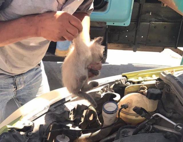 You Should Look Under Your Car’s Hood Once In A While. There Could Be Something Interesting Waiting For You