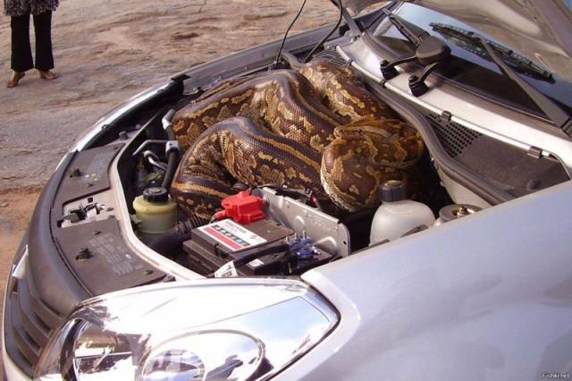 You Should Look Under Your Car’s Hood Once In A While. There Could Be Something Interesting Waiting For You