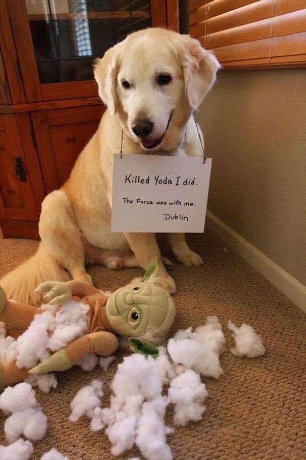 Dogs That Are Very, Very Guilty