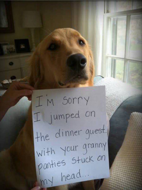 Dogs That Are Very, Very Guilty