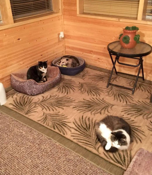 Grandma Thought She Fed Three Stray Cats, But One Of Them Wasn’t A Cat At All!