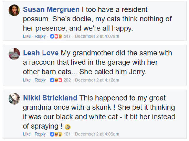 Grandma Thought She Fed Three Stray Cats, But One Of Them Wasn’t A Cat At All!