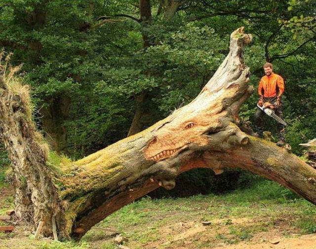 Woodwork Masterpieces That Look Almost Surreal
