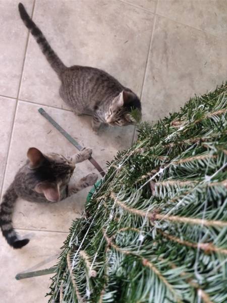 Christmas Is Almost Here!