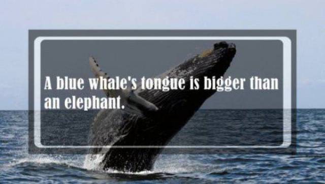 Facts To Heat Your Brain Up Facts To Heat Your Brain Up