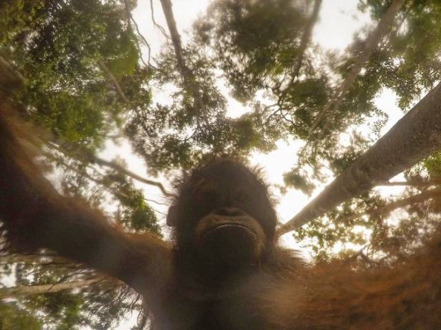 Orangutans Love Selfies As Well!