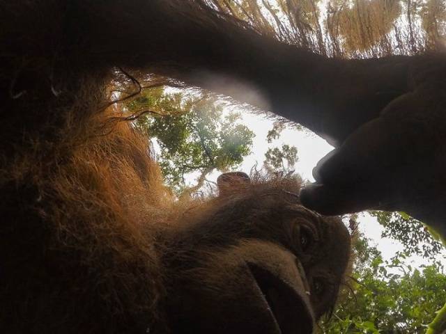 Orangutans Love Selfies As Well!