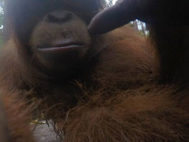 Orangutans Love Selfies As Well!