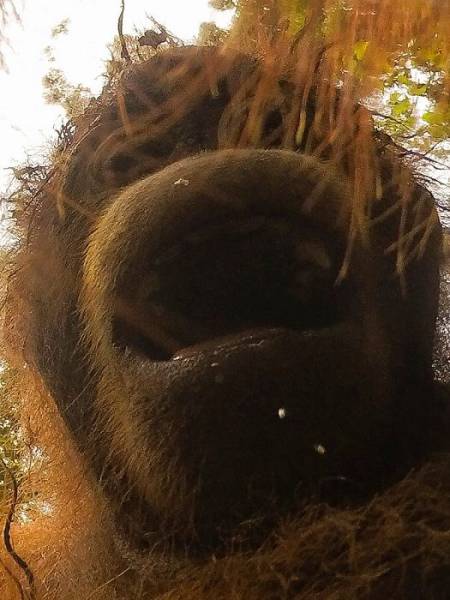 Orangutans Love Selfies As Well!