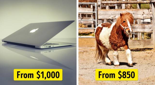 If You Want Something Expensive You Might Want To Consider What Else You Could Buy For The Same Money…