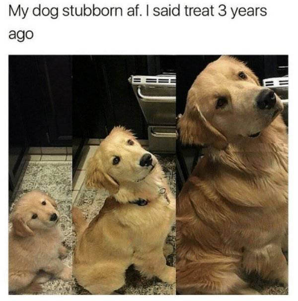 Nothing Will Ever Stop Them From Being Stubborn