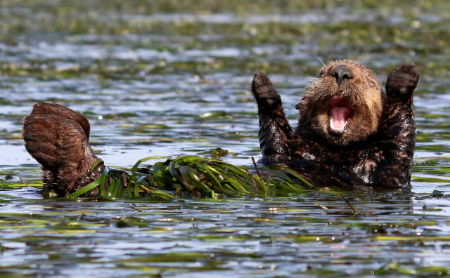 There’s A Lot Of Comedy In Wildlife, And These Photo Awards Prove It