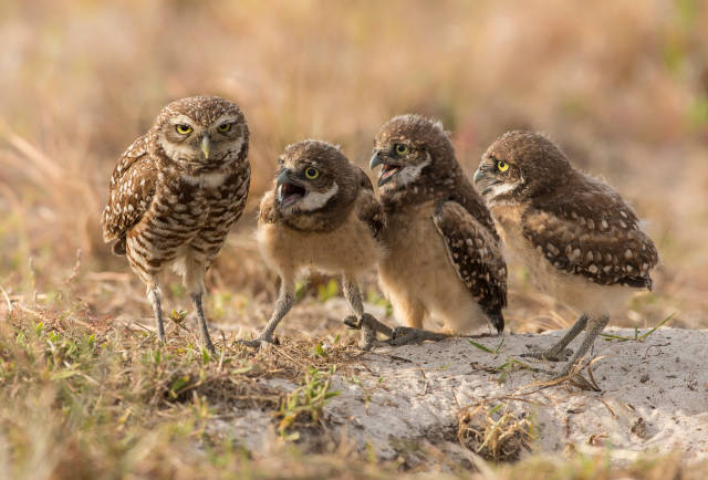 There’s A Lot Of Comedy In Wildlife, And These Photo Awards Prove It