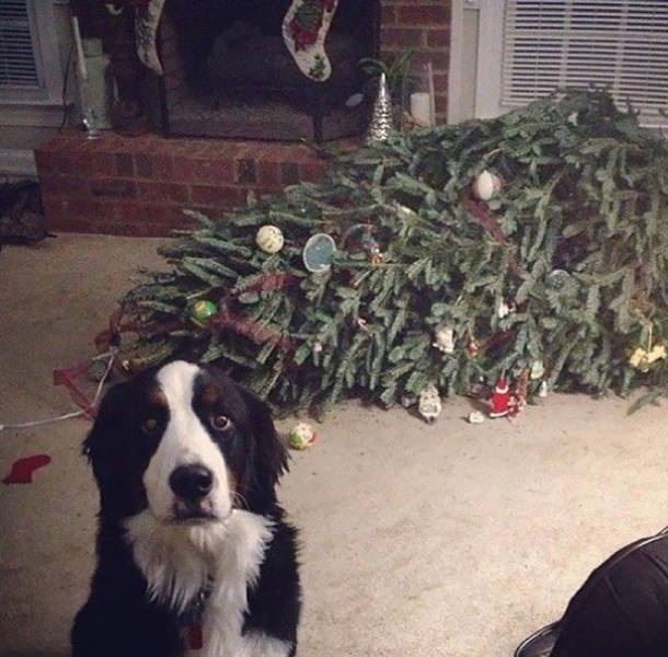 Cats And Dogs Hate Christmas Decorations So Much!