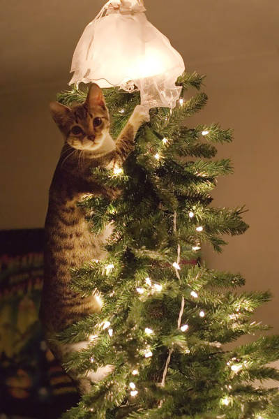 Cats And Dogs Hate Christmas Decorations So Much!